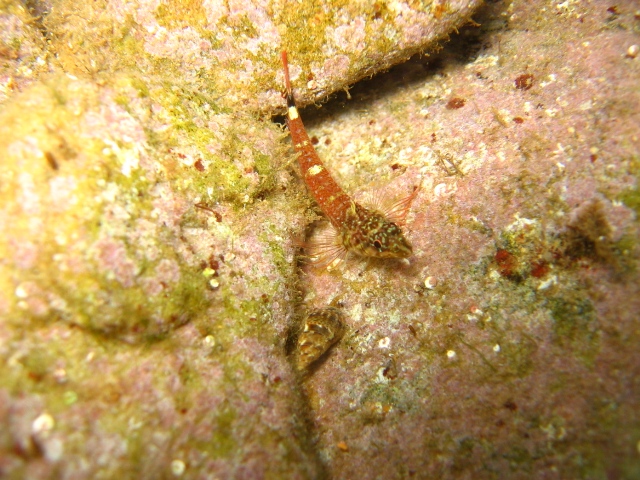 Tripterygion melanurus 2007 .jpg